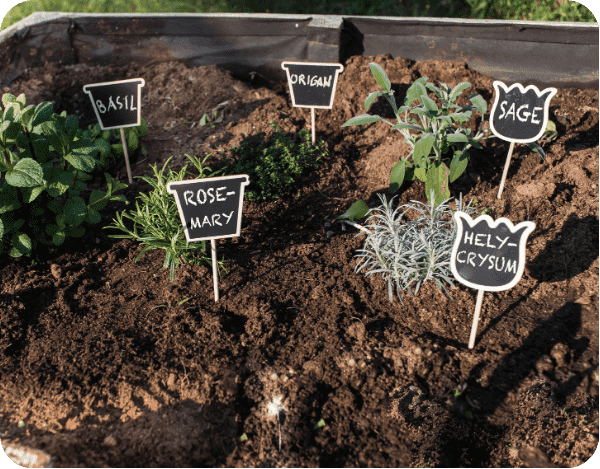 Garden with plant markers in soil