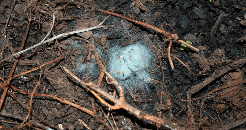 Why my compost has white mold, should I worry it?