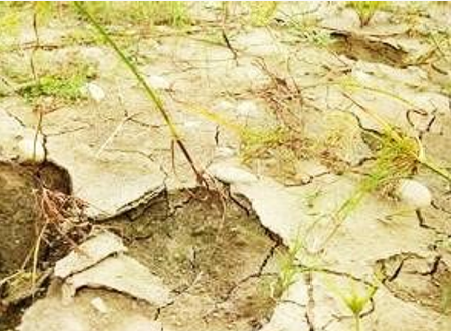 Soil is Poor and Degraded