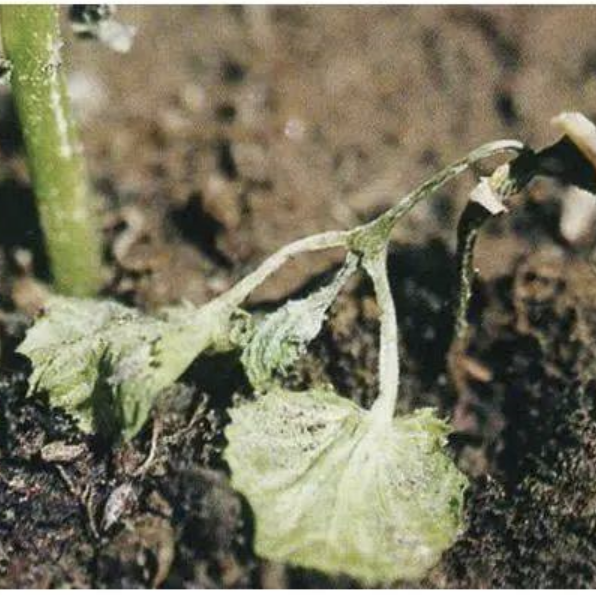 Increased soil-borne diseases