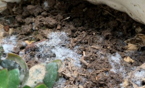 Why my compost has white mold, should I worry it?