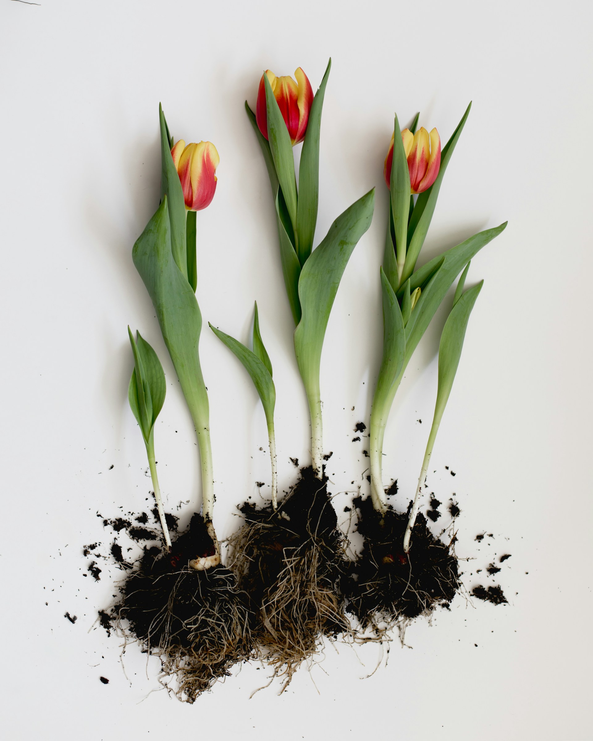 Can you plant tulips in spring?