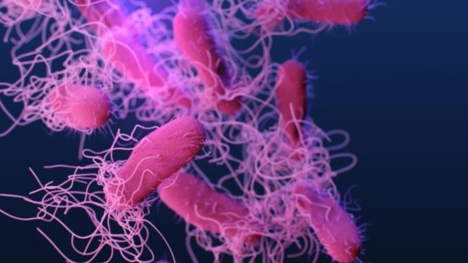 Eggs Recalled Salmonella