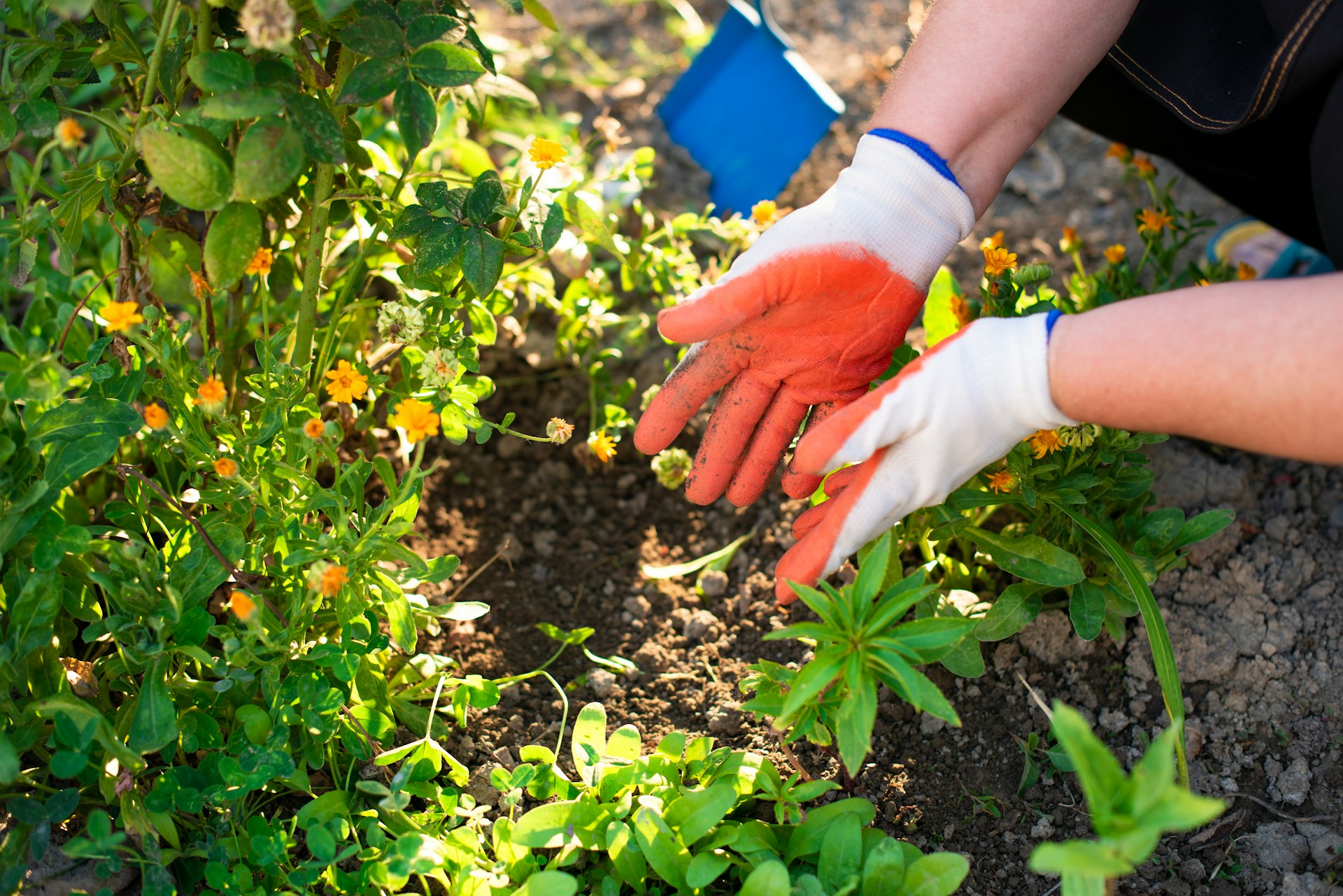 How to Fertilize Your Garden in Spring?