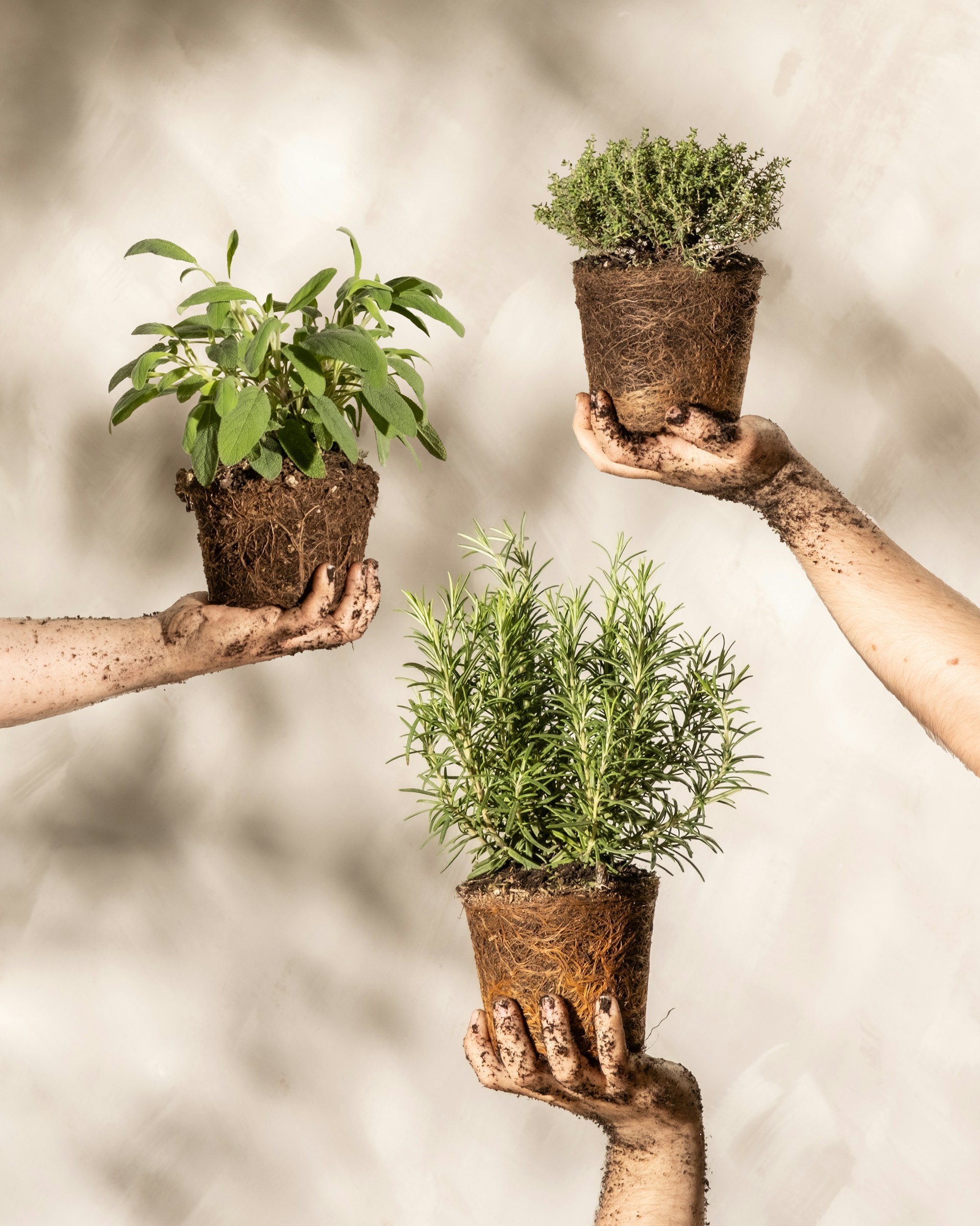How to plant a garden gardening tips 3